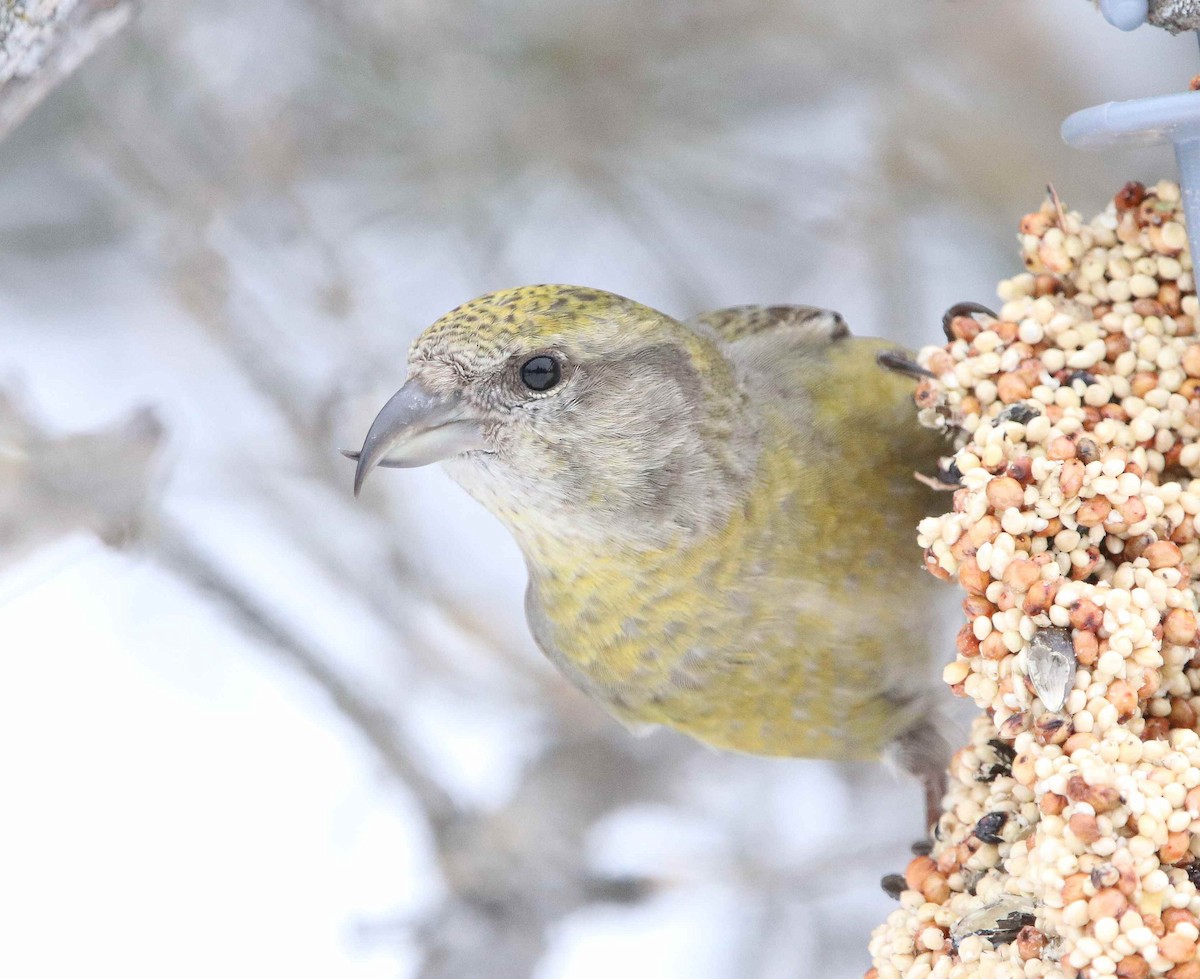 Red Crossbill - ML630010934