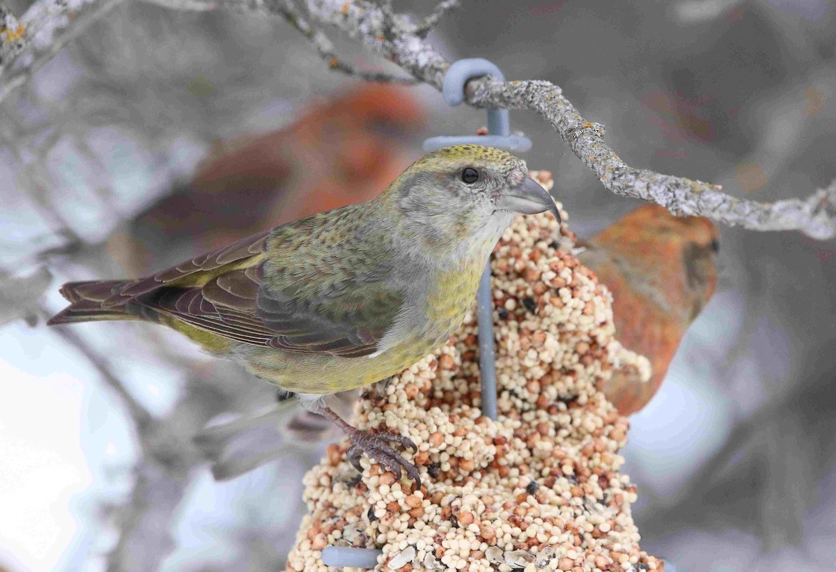 Red Crossbill - ML630010935