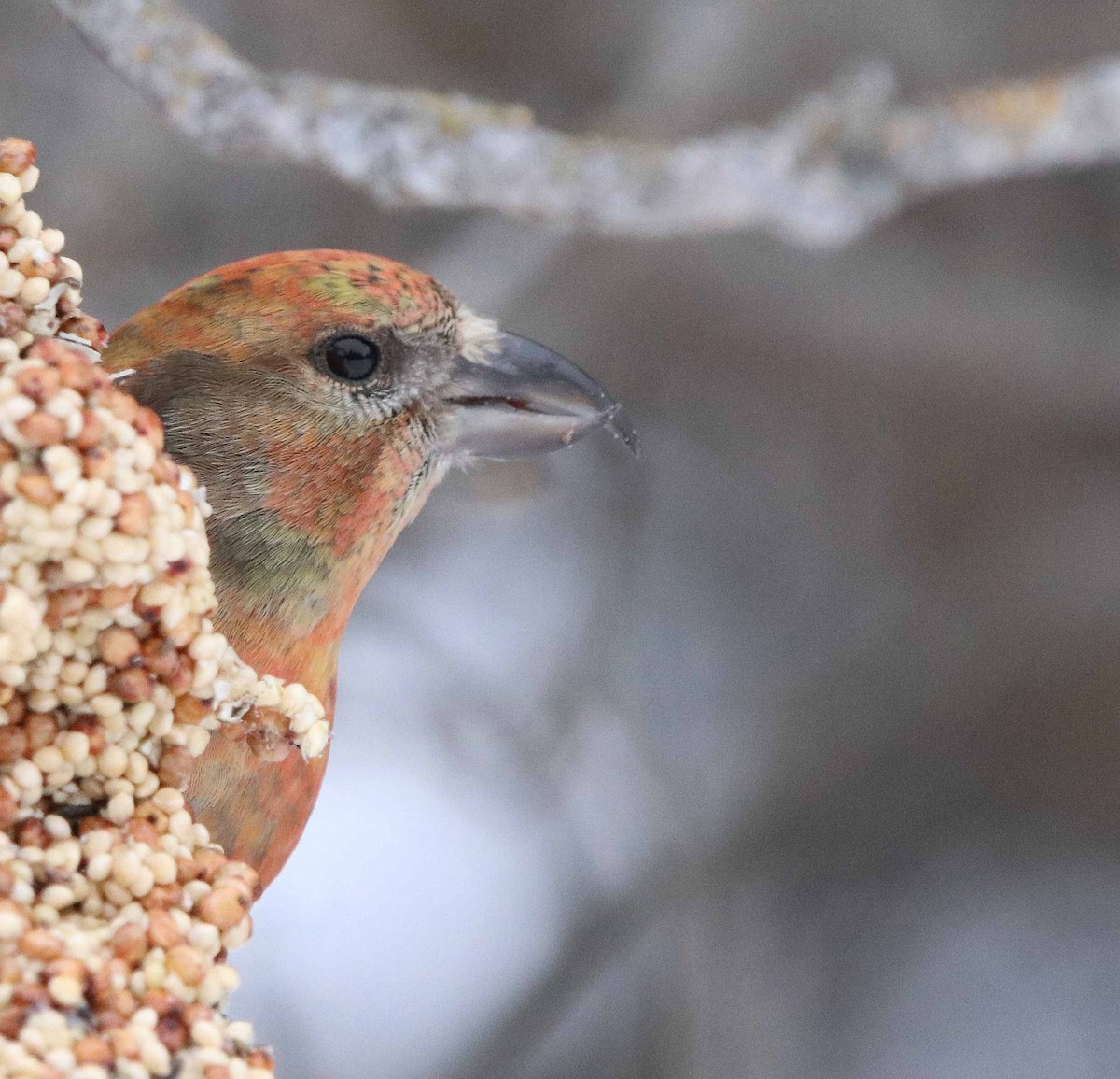 Red Crossbill - ML630010937