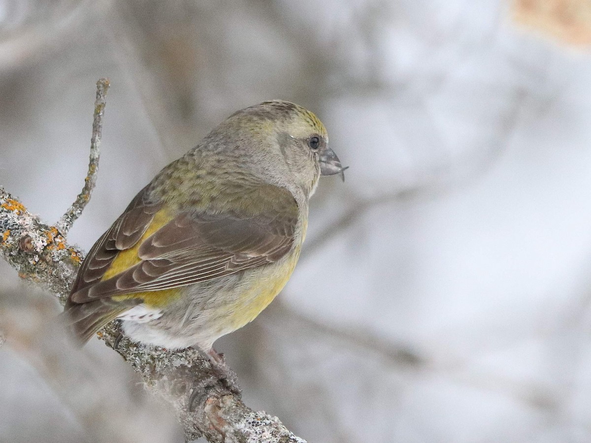 Red Crossbill - ML630010938