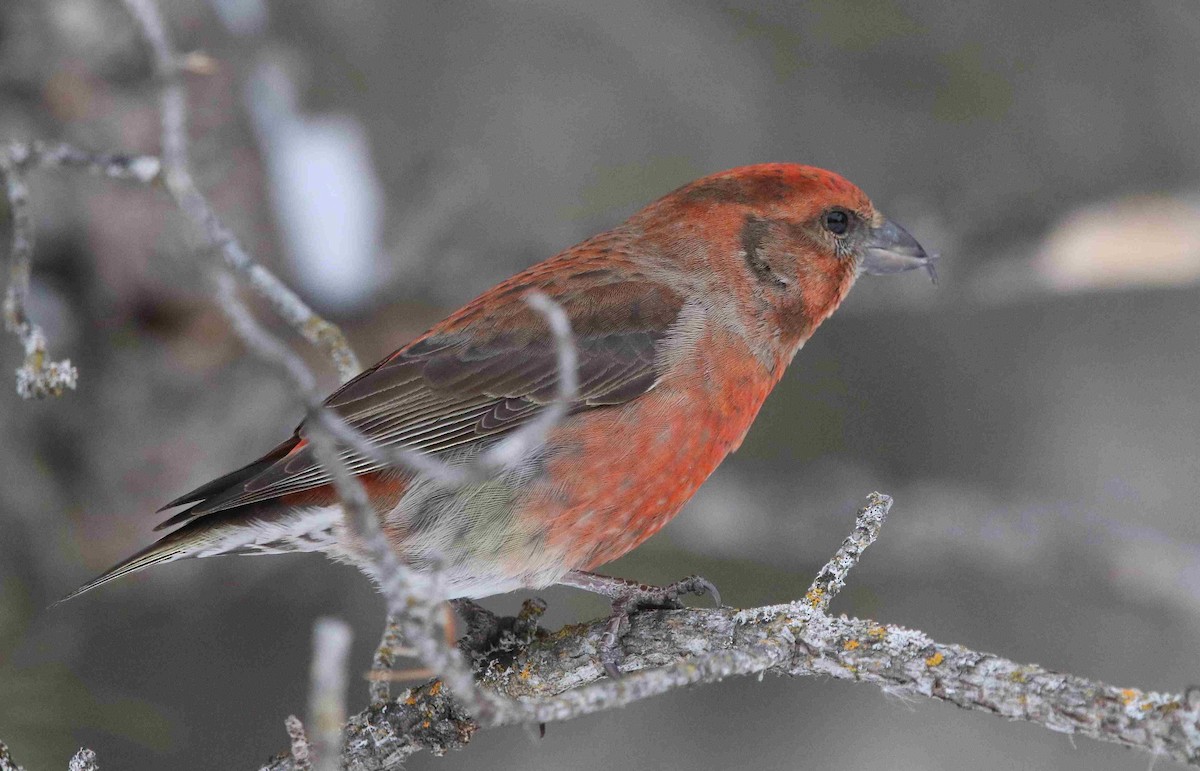 Red Crossbill - ML630010939
