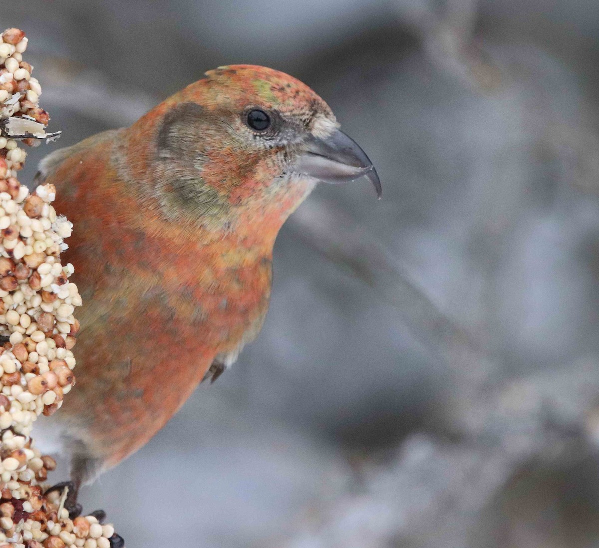 Red Crossbill - ML630010940