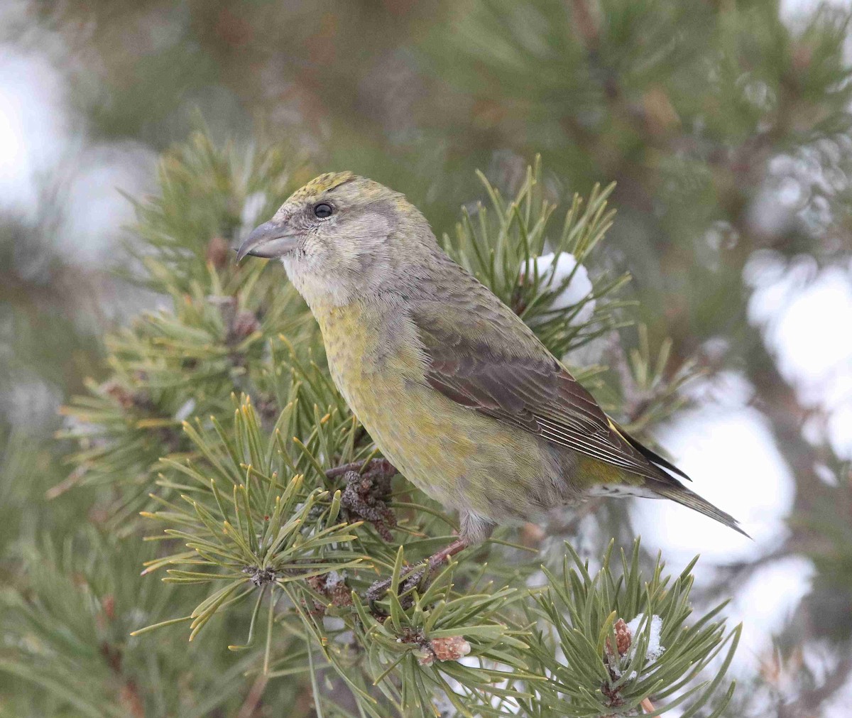 Red Crossbill - ML630010941