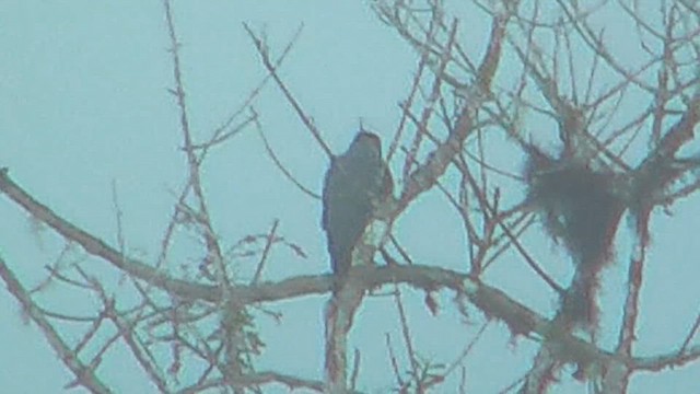 Barred Forest-Falcon - ML630010959