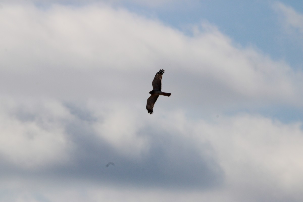 Northern Harrier - ML630010973