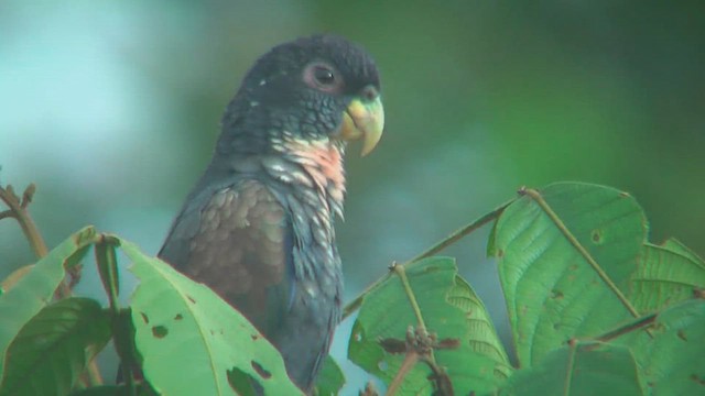 ドウバネインコ - ML630010982