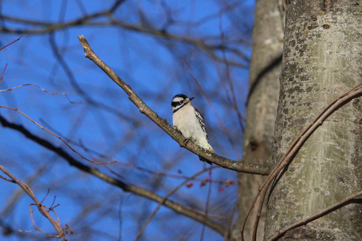 Downy Woodpecker - ML630011060