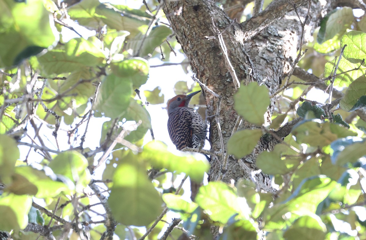 Guatemalan Flicker - ML630011098