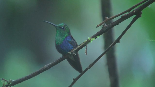 Crowned Woodnymph (Green-crowned) - ML630011149