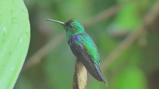 Crowned Woodnymph (Green-crowned) - ML630011150