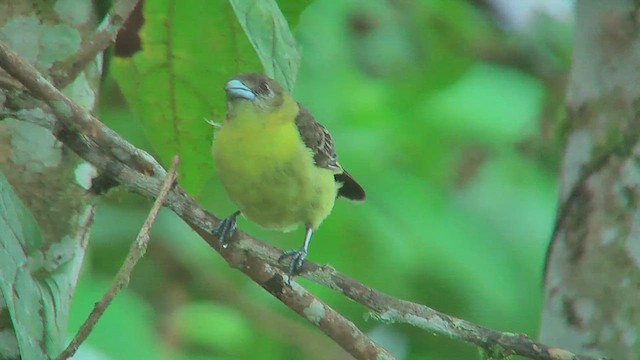 ミナミコシアカフウキンチョウ（icteronotus） - ML630011201