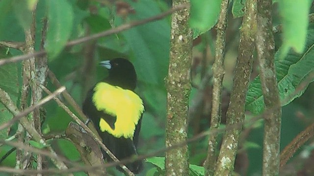 ミナミコシアカフウキンチョウ（icteronotus） - ML630011202
