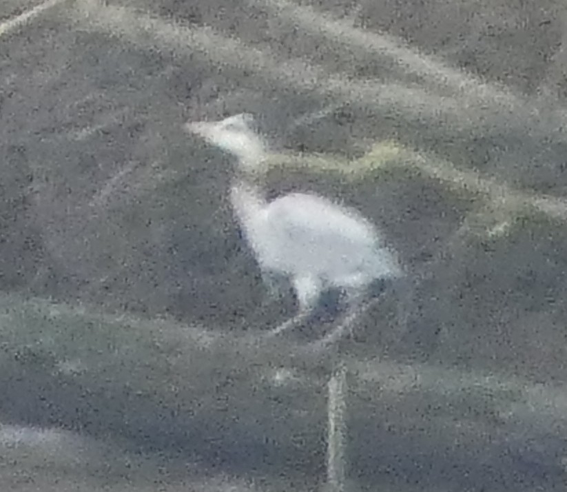 ニシアマサギ - ML630011223