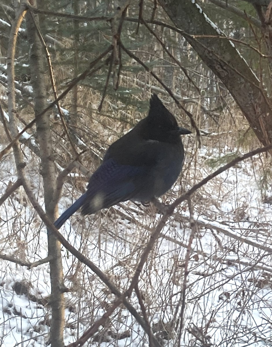 Steller's Jay - ML630011291