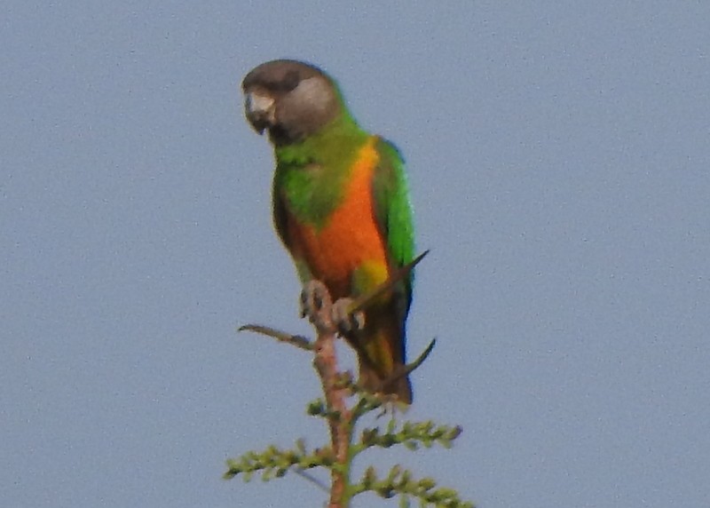 Senegal Parrot - ML630011333