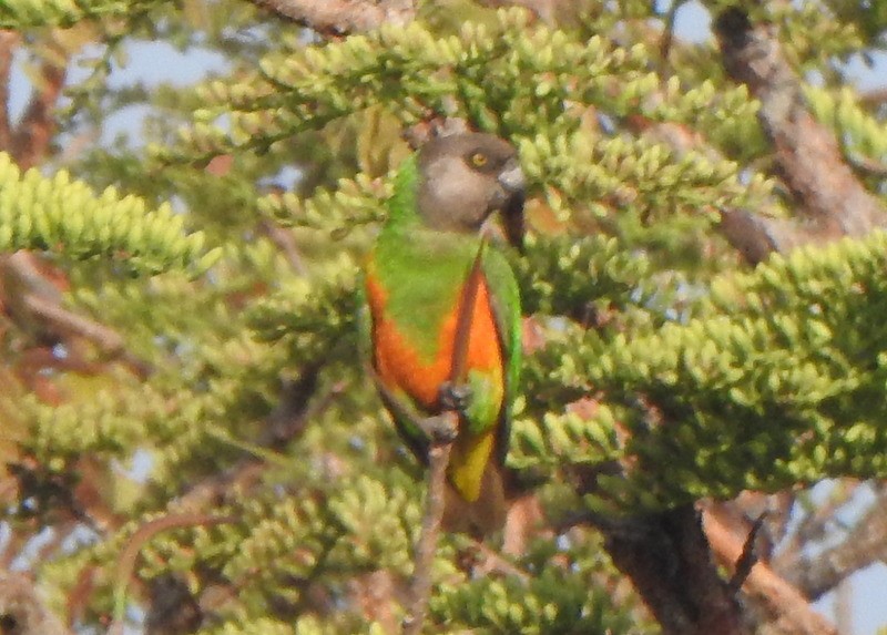 Senegal Parrot - ML630011334