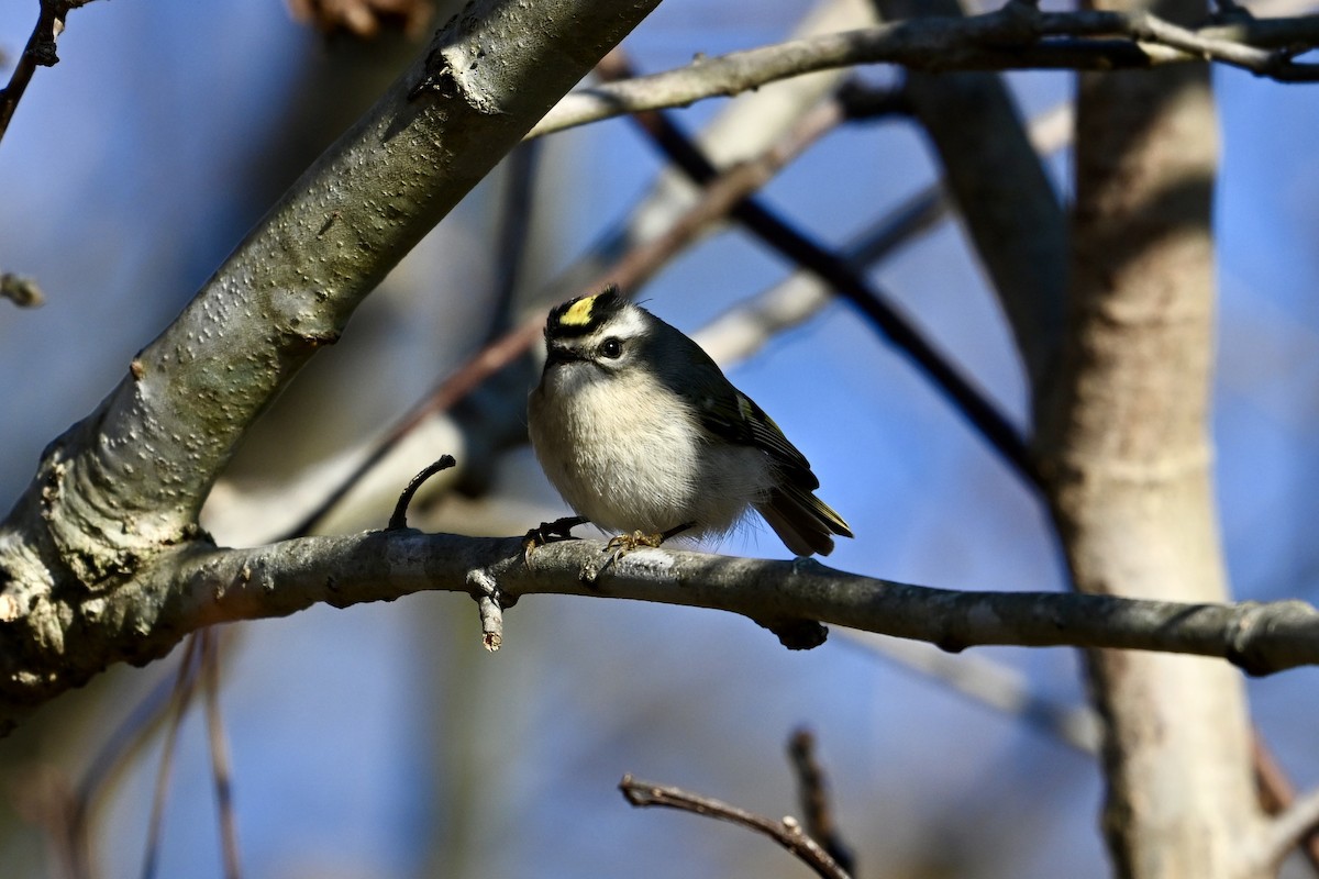 Golden-crowned Kinglet - ML630011340
