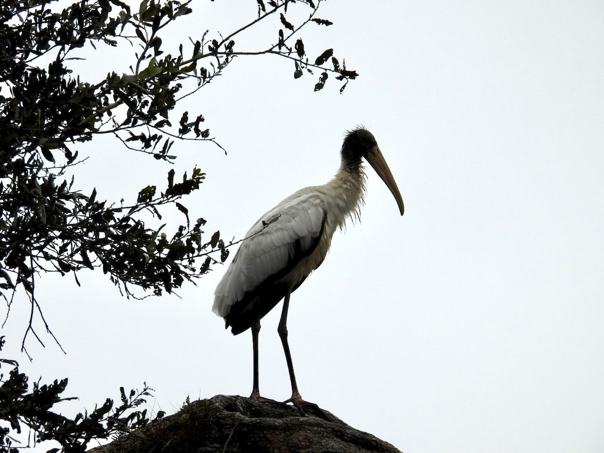 Wood Stork - ML630011354