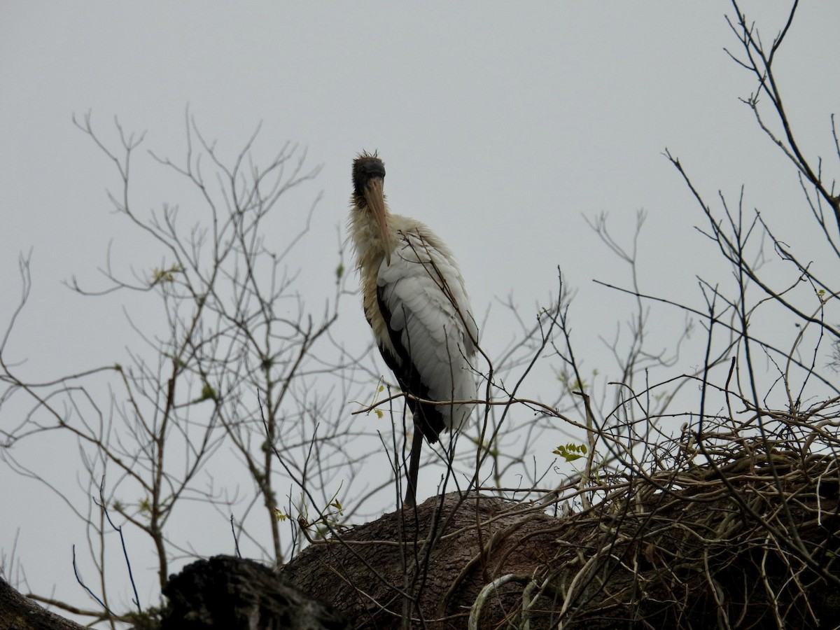 Wood Stork - ML630011355