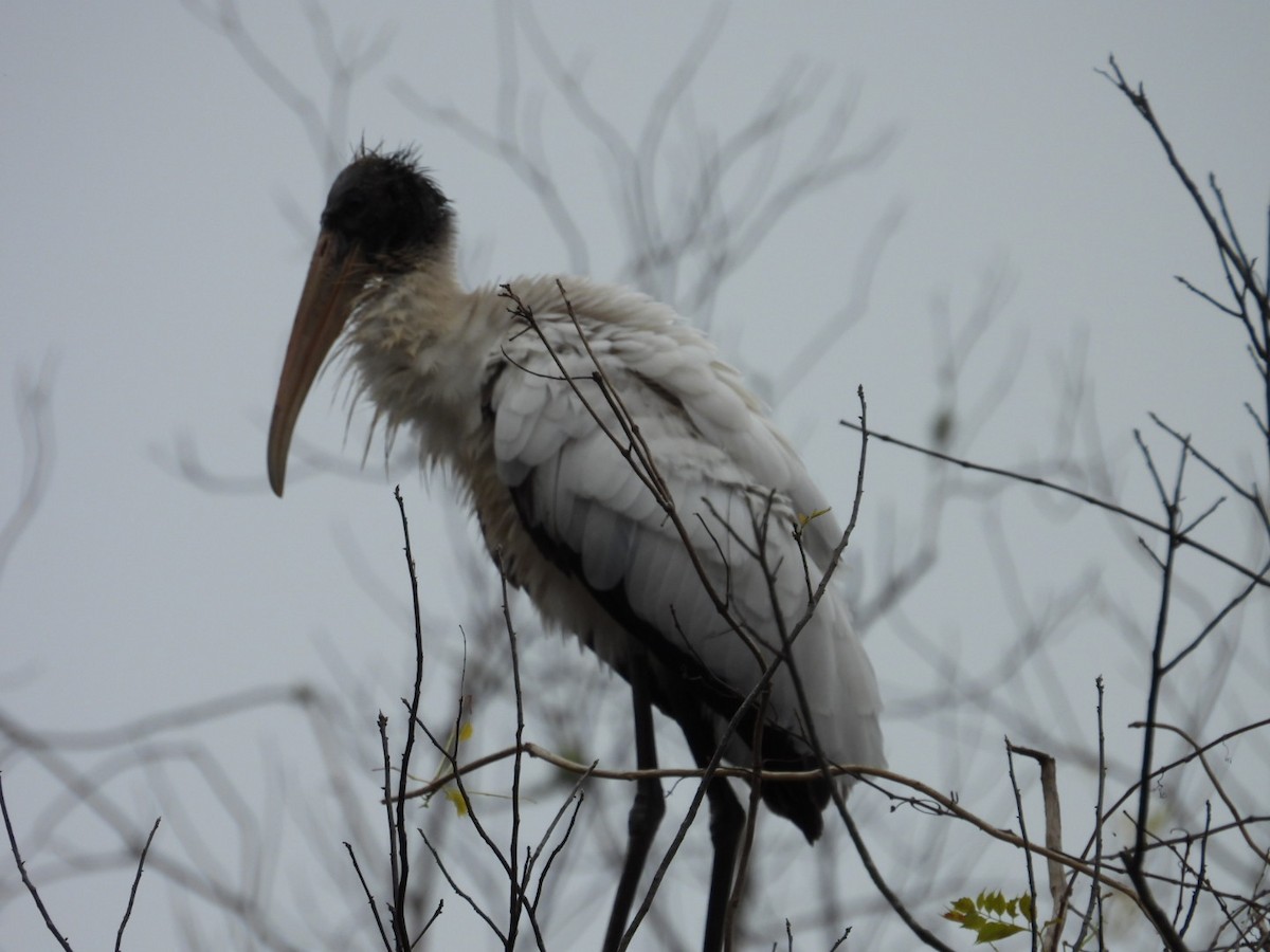 Wood Stork - ML630011356
