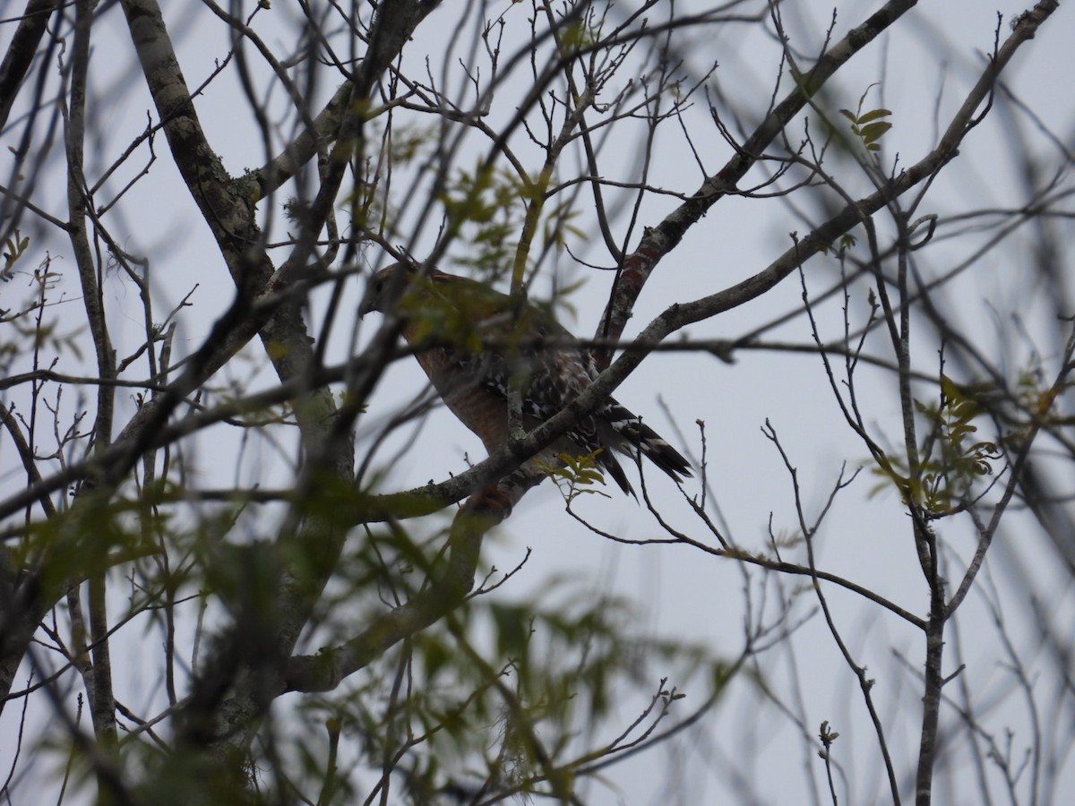 Red-shouldered Hawk - ML630011407