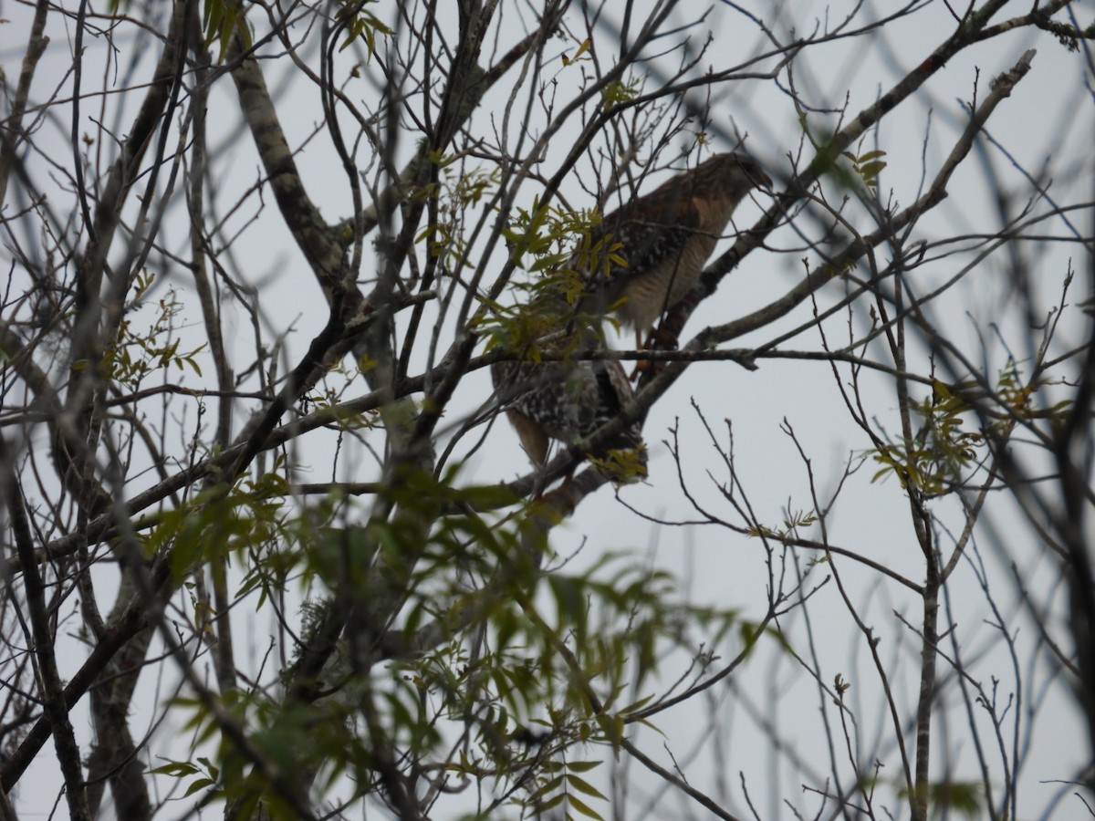 Red-shouldered Hawk - ML630011408