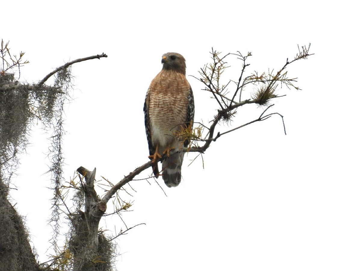 Red-shouldered Hawk - ML630011447