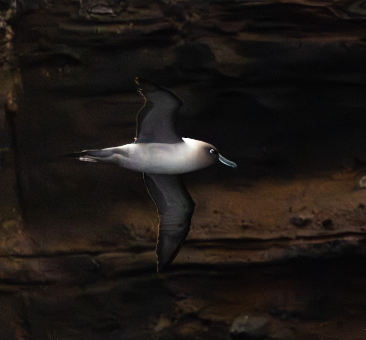 Light-mantled Albatross - ML630011559