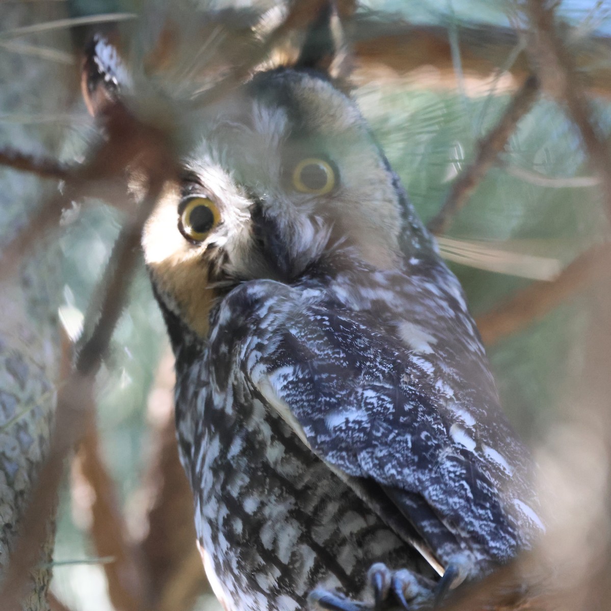 kalous ušatý - ML630011562