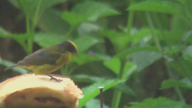 Thick-billed Euphonia - ML630011576
