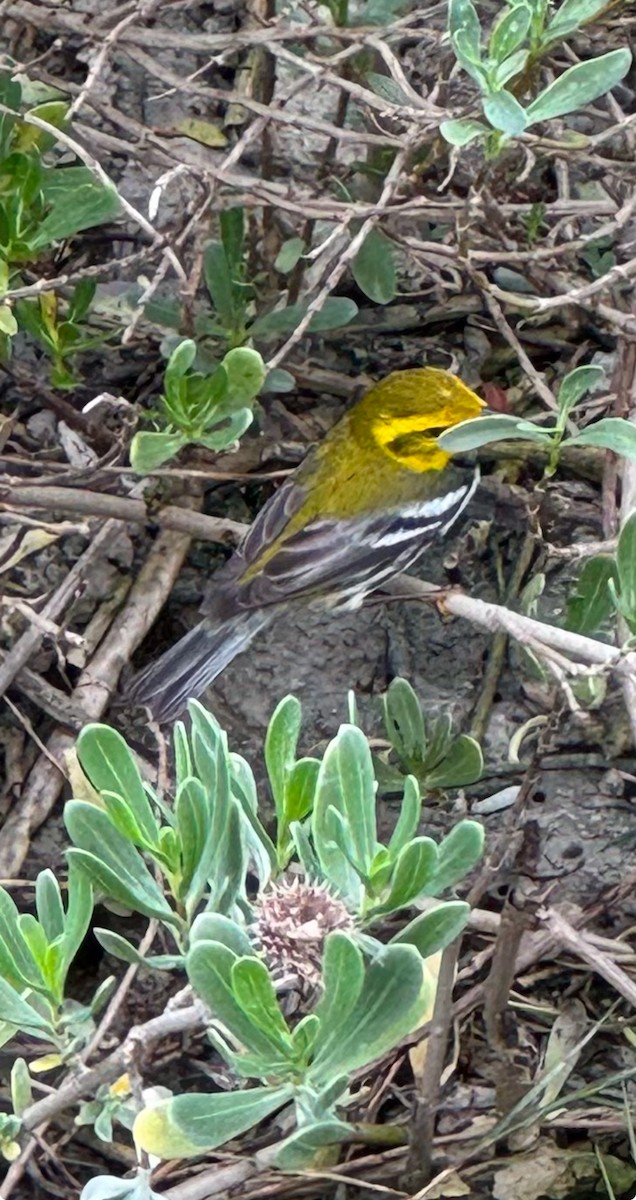 Black-throated Green Warbler - ML630011593