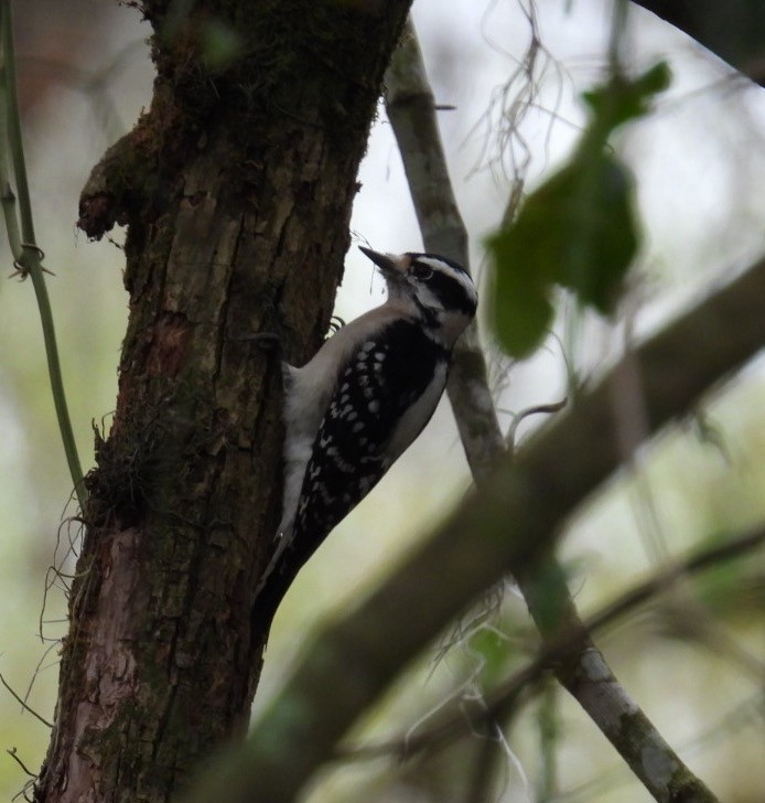 Downy Woodpecker - ML630011702