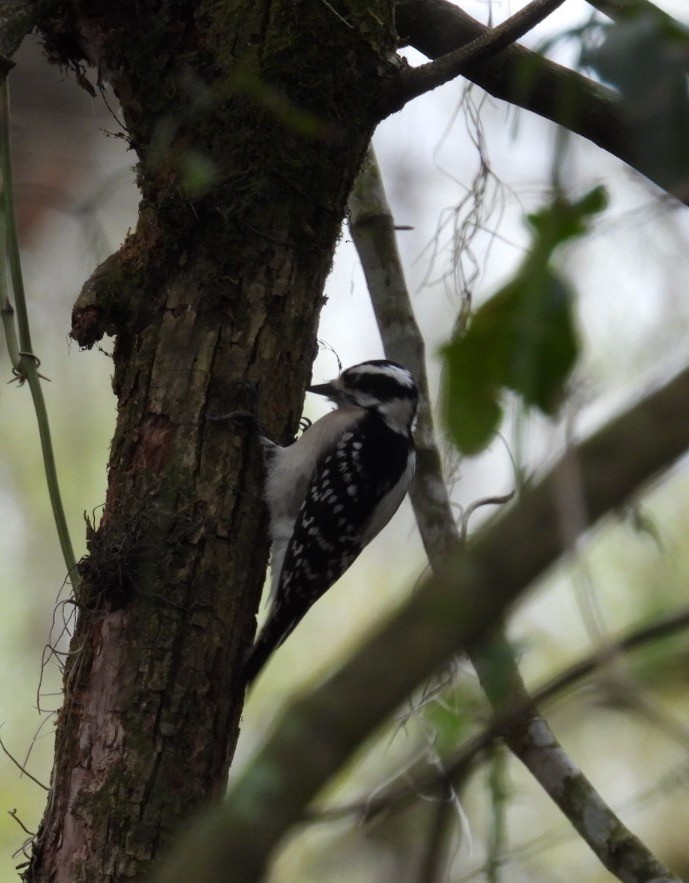 Downy Woodpecker - ML630011703