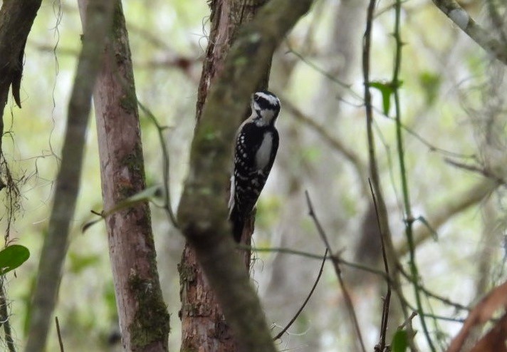 Downy Woodpecker - ML630011704