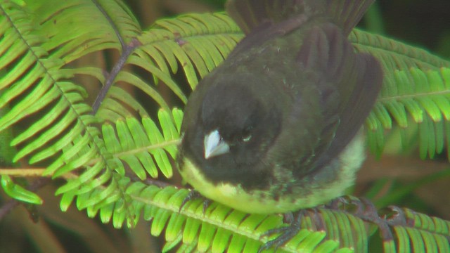 カワリヒメウソ - ML630011707