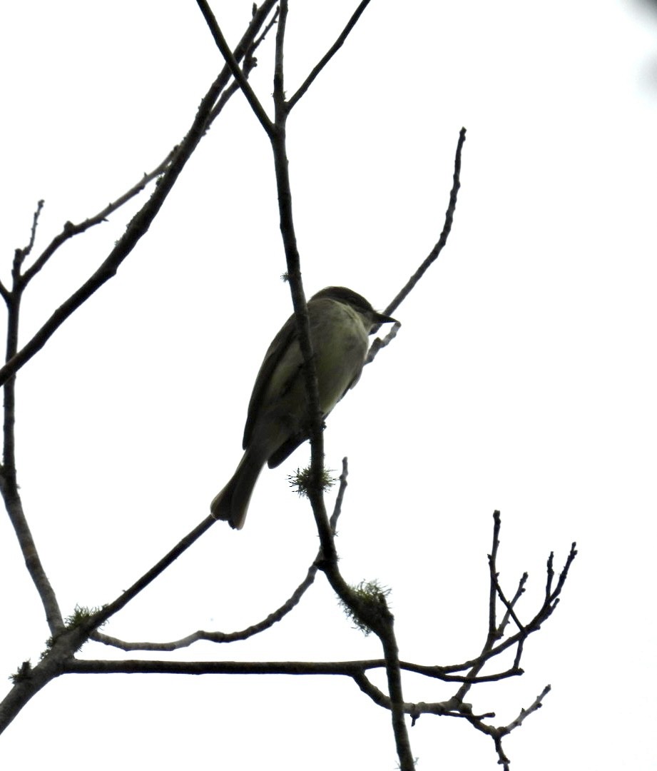 Eastern Phoebe - ML630011711