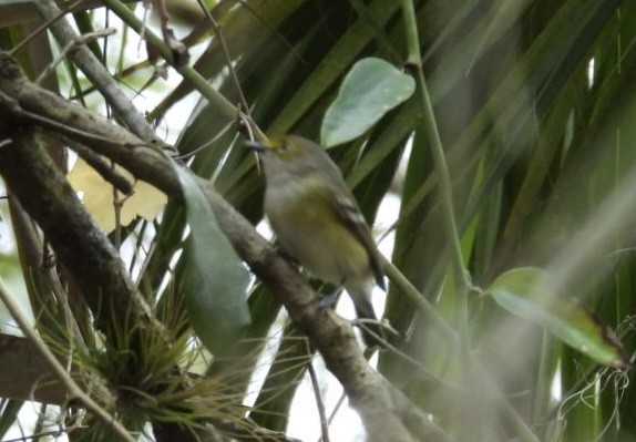 White-eyed Vireo - ML630011737