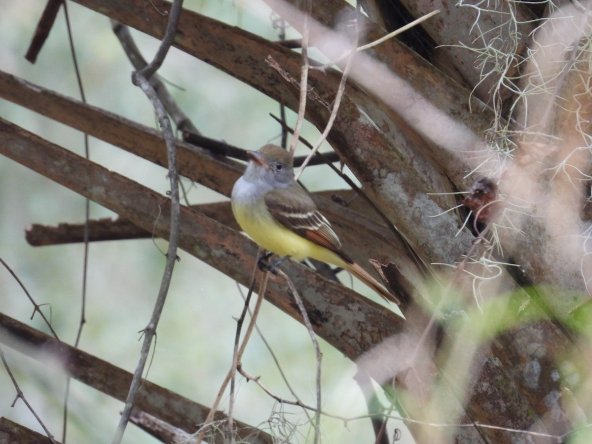 Great Crested Flycatcher - ML630011755