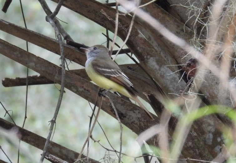 Great Crested Flycatcher - ML630011756