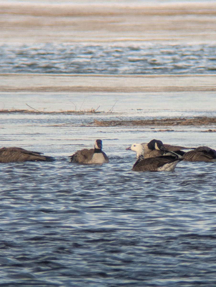 Ross's x Cackling Goose (hybrid) - ML630011799