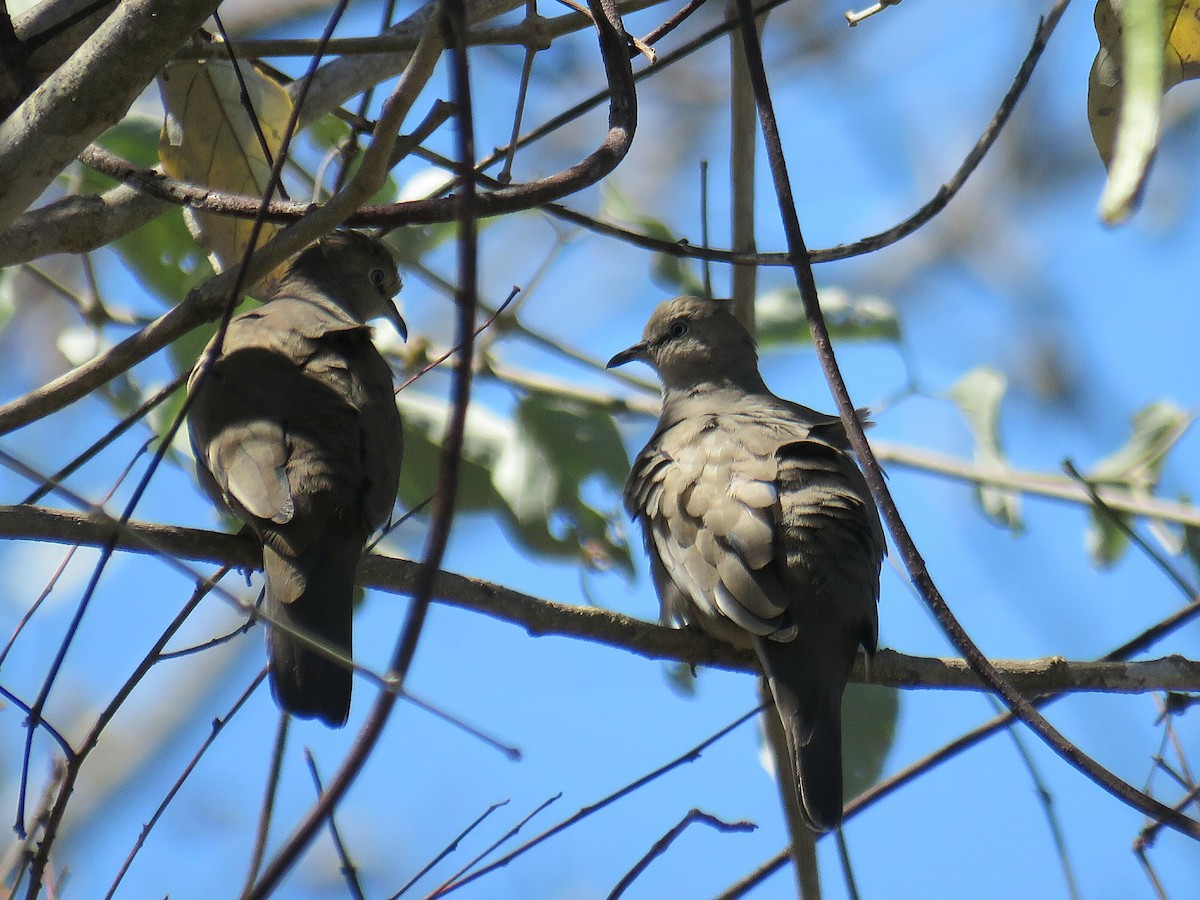 Picui Ground Dove - ML630011800