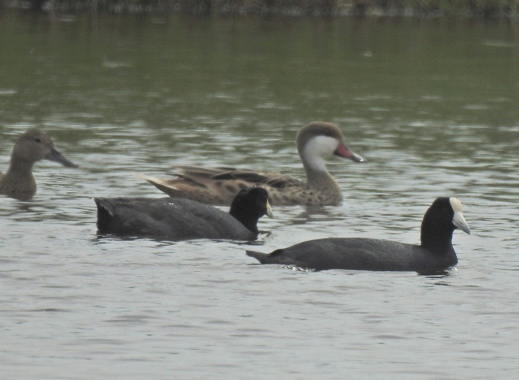 Slate-colored Coot - ML630012025