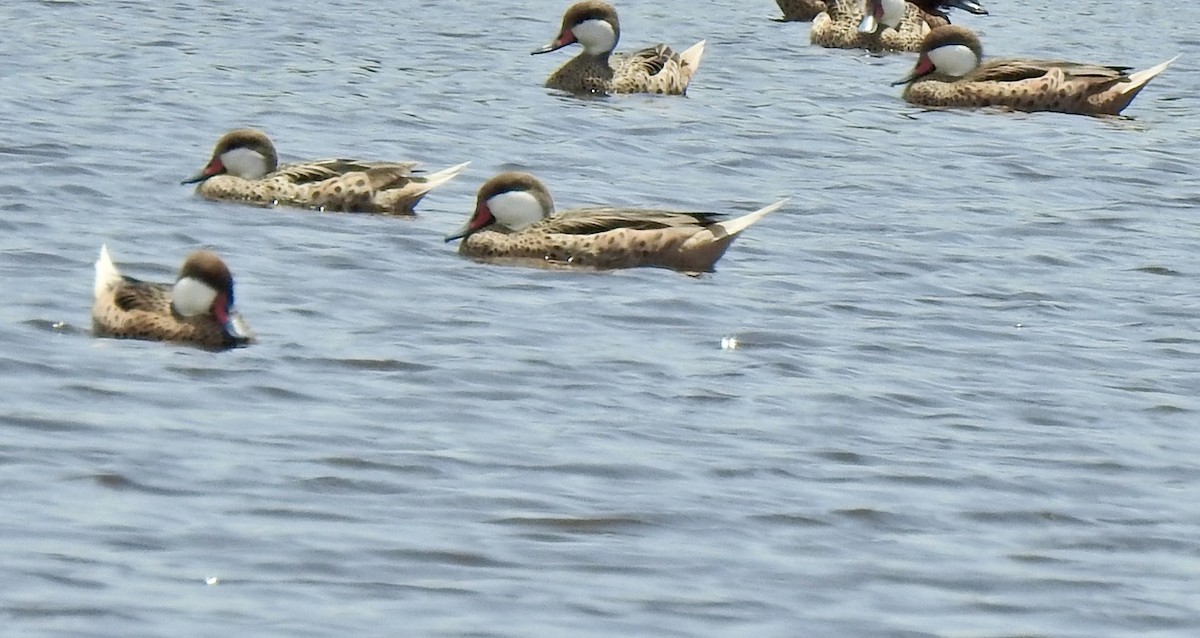 White-cheeked Pintail - ML630012063