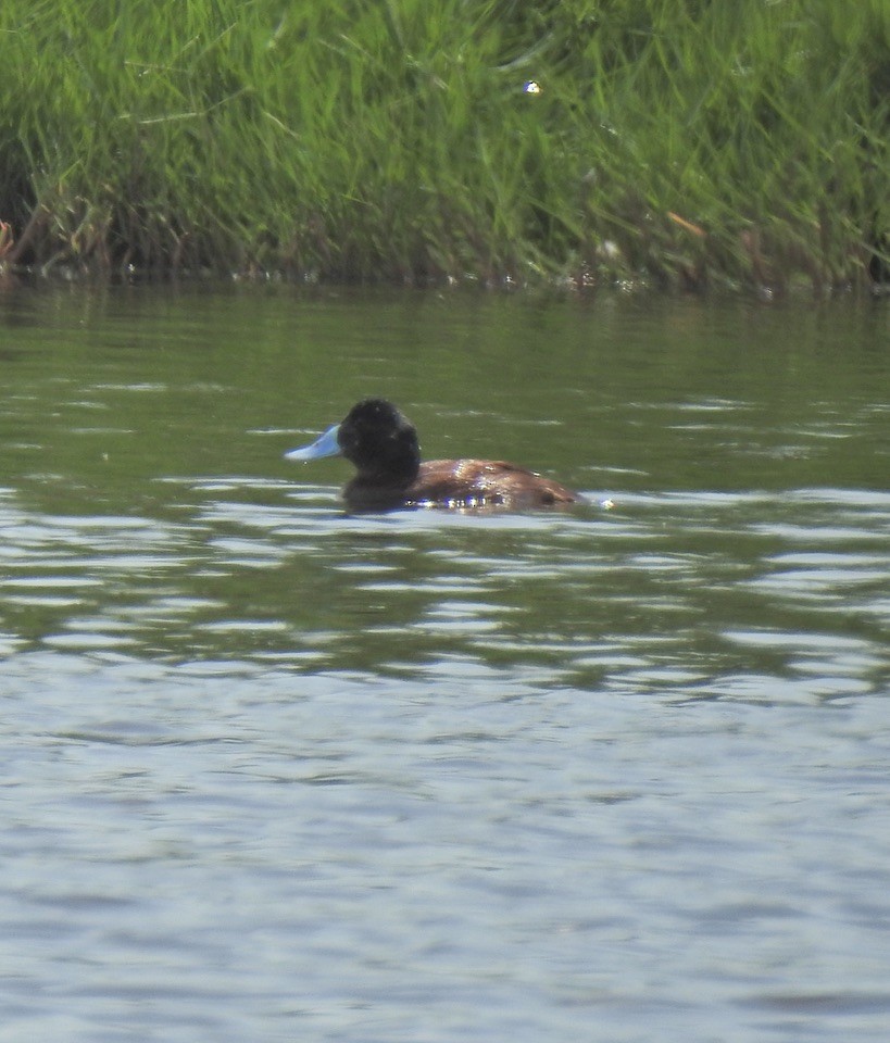 Andean Duck - ML630012091