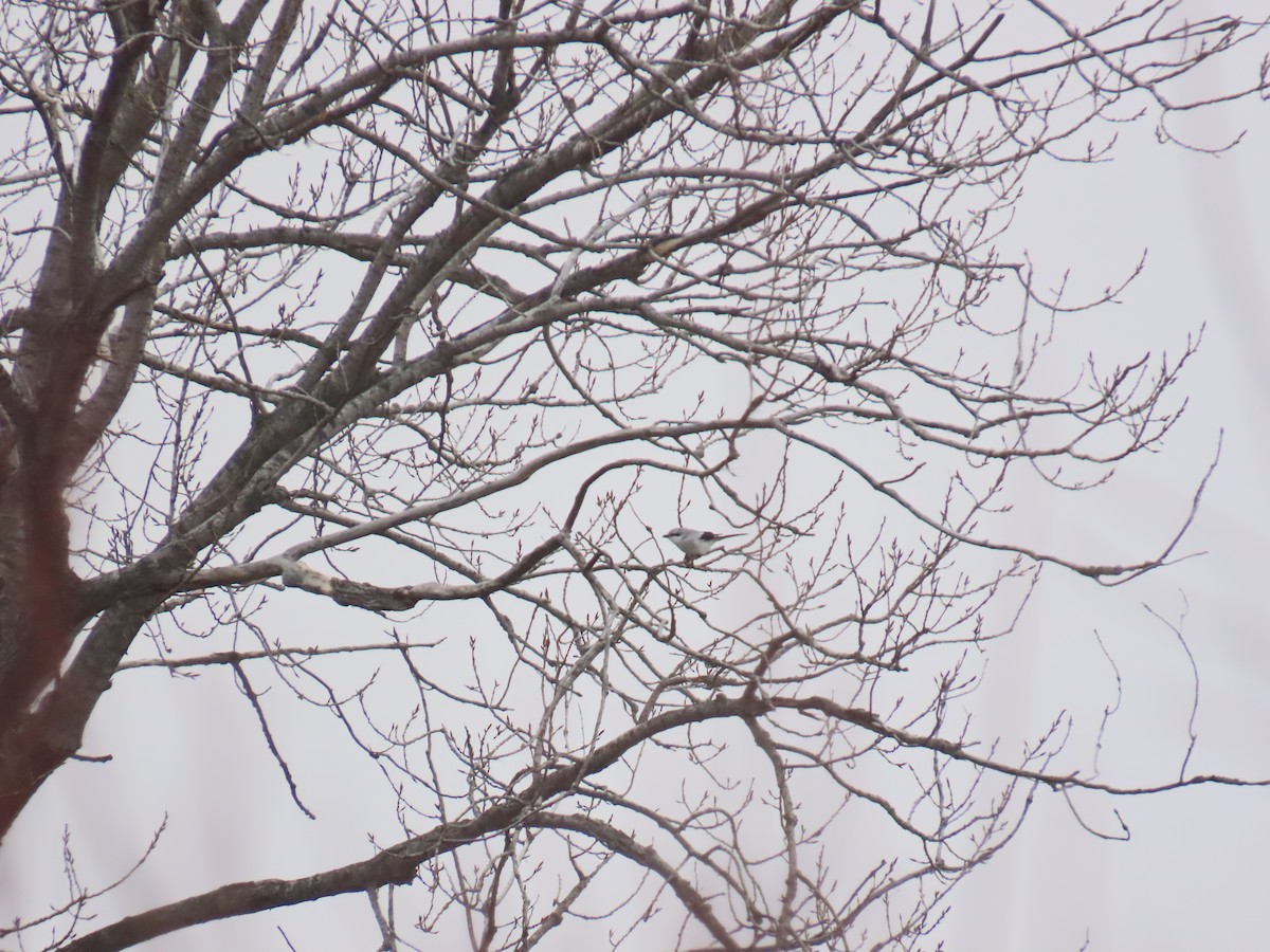 Northern Shrike - ML630012179