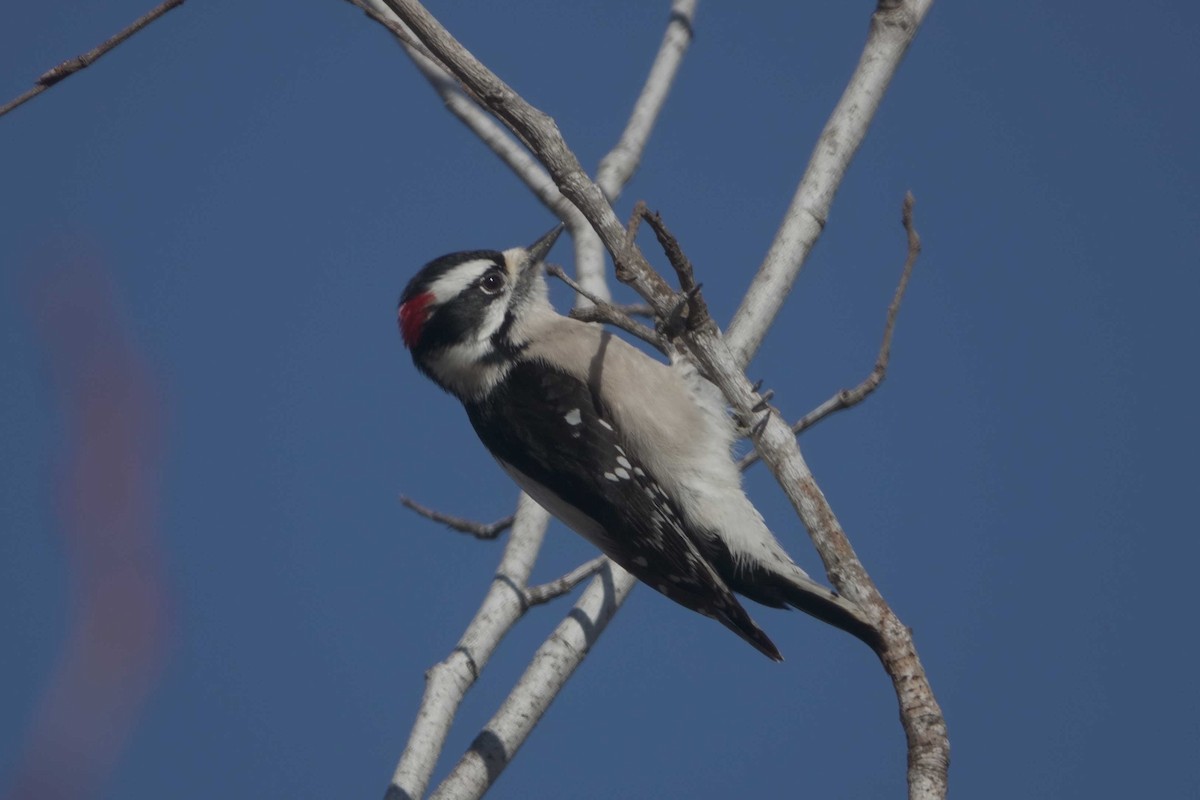 Downy Woodpecker - ML630012210