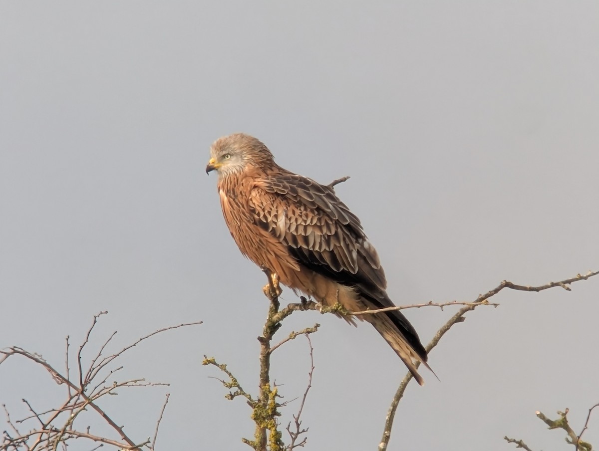 Red Kite - ML630012296