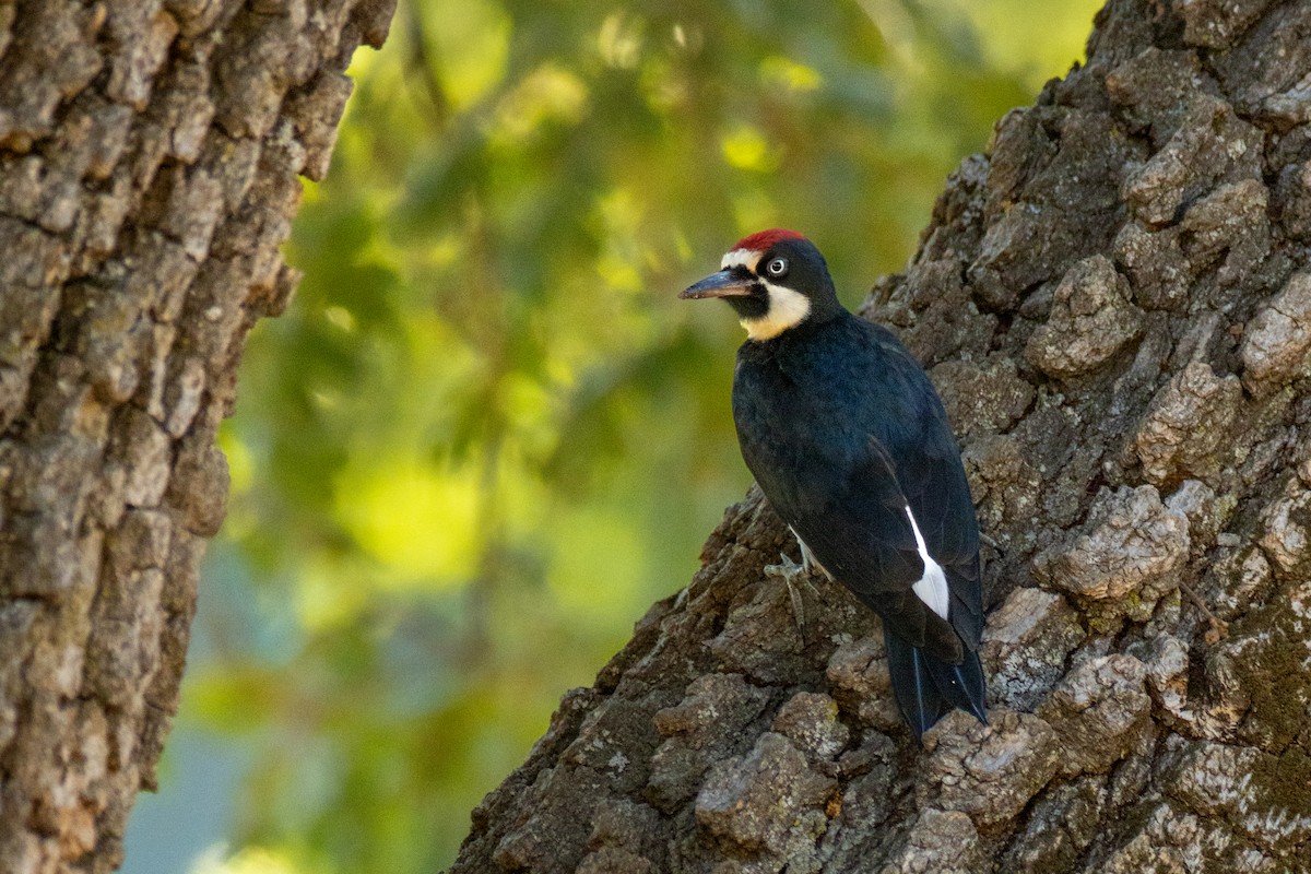 Acorn Woodpecker - ML630012374