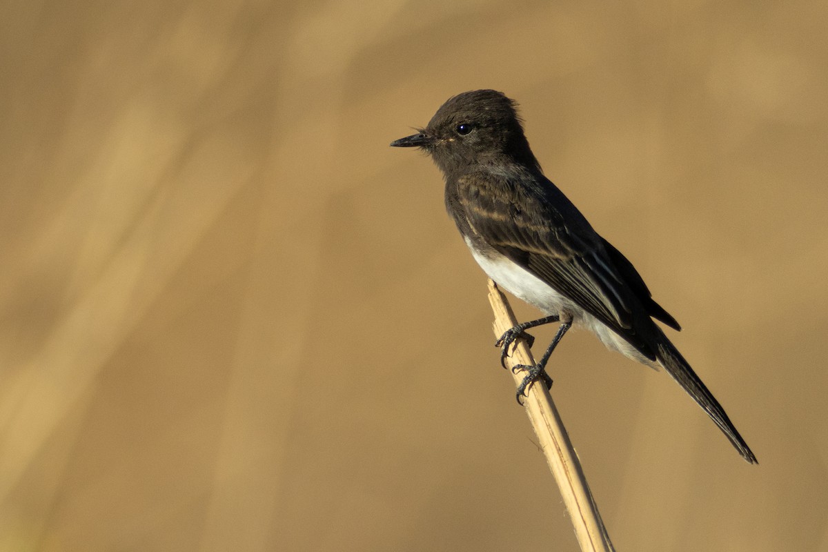 Black Phoebe - ML630012380