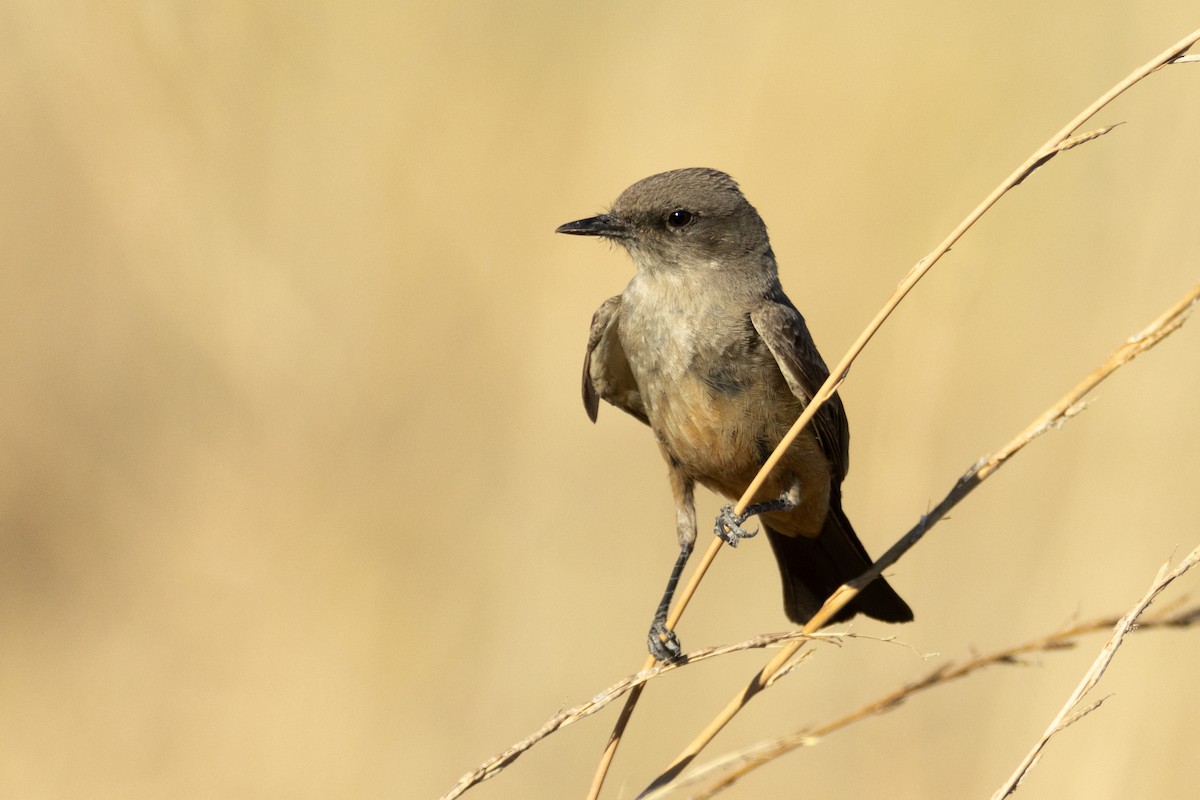 Say's Phoebe - ML630012385